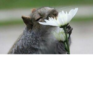 AROMAS QUE PURIFICAN